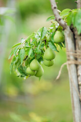 Pear orchard. Ripe pears in the garden