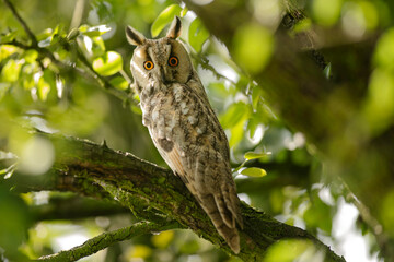 Close up of long-eared owl (Asio otus) gazing and sitting on dense branch deep in crown. Wildlife tranquil portrait footage of bird in natural habitat background.
