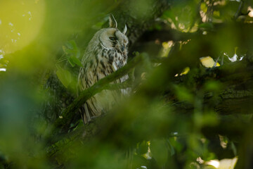 Close up of long-eared owl (Asio otus) watching by big eyes and sitting on dense branch deep in crown. Wildlife tranquil portrait shot of bird in natural habitat background during dusk.