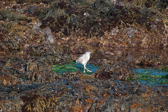 Night Heron in the seaweed