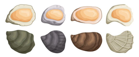 Set Of Oysters, Shellfish Mollusk With A Rough, Calcified Exterior. Prized For Its Delicate, Briny Flesh, Vector