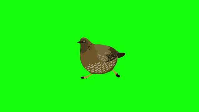 Quail bird dam cartoon animal bird animation character greenbox. Blinking eyes seamless loop walking.