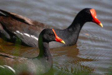Common Gallinule Family in a pond