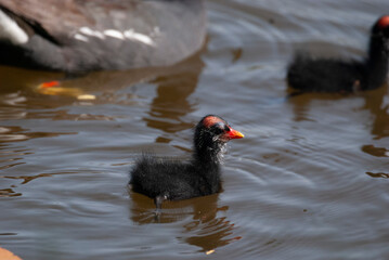 Common Gallinule Family in a pond