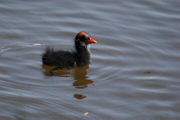 Common Gallinule Family in a pond