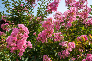 Lagerstroemia indica in blossom. Beautiful pink flowers on Сrape myrtle tree on blurred blue sky background. Selective focus.