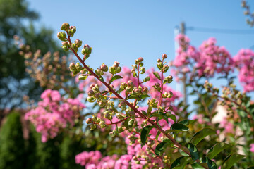 Fototapeta premium Lagerstroemia indica in blossom. Beautiful pink flowers on Сrape myrtle tree on blurred blue sky background. Selective focus.