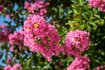 Lagerstroemia indica in blossom. Beautiful pink flowers on Сrape myrtle tree on blurred green background. Selective focus.