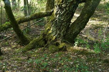 Fototapeta premium Dickicht und Wildnis