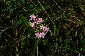 Kleine lilafarbene Blume in einem Gras Gebiet bei Sonnenschein