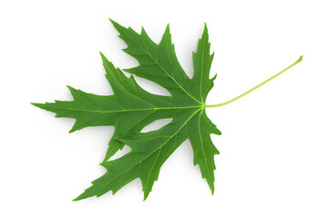 Silver maple leaf isolated on a white background. Top view. Flat lay