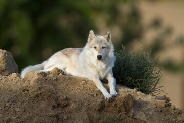 Wolf Laying