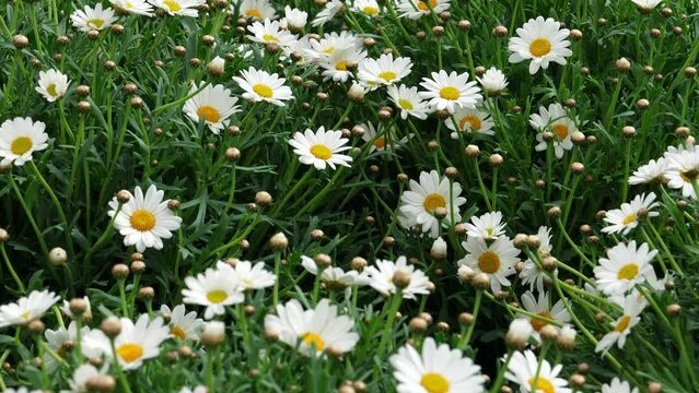 Beautiful Daisy flower on green meadow. lots of gorgeous daisies close up.