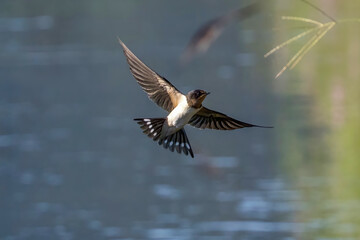 Obraz premium 田んぼの用水路を飛翔するツバメ