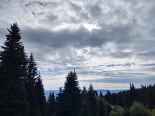Trees in the forest during summer, autumn or winter.