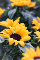 Yellow sunflowers in bloom in a green field