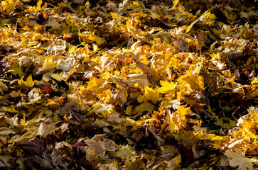 autumn maple leaves in forest