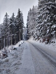 Obraz premium Trees in the forest during summer, autumn or winter.