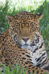 Fototapeta na wymiar Jaguar Face