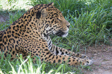 Fototapeta na wymiar Jaguar side view