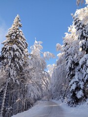 Trees in the forest during summer, autumn or winter.