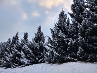 Trees in the forest during summer, autumn or winter.
