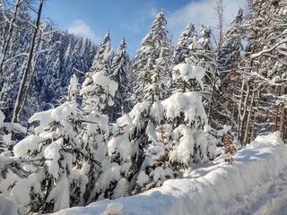 Trees in the forest during summer, autumn or winter.