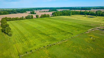 Horses out to pasture with distant cows and recently mowed grass fields aerial