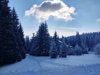 Trees in the forest during summer, autumn or winter.