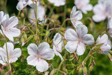 Close up of Clarkes geranium (geranium clarkei) flowers in bloom