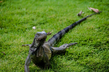 Iguana in a Guayaquil Park