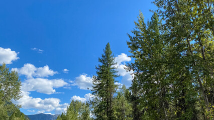 tree tops against blue sky in Glacier National Park