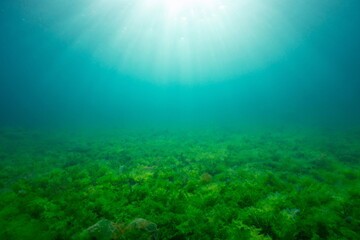 Fototapeta na wymiar Sunlight underwater with green seaweed on the seabed, natural background in the Atlantic ocean, Spain, Galicia, Rias Baixas