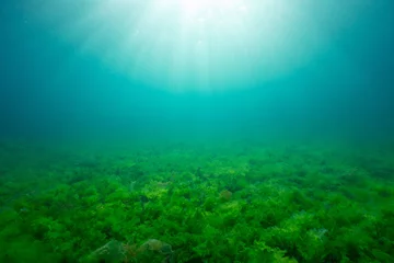 Foto op Aluminium Sunlight underwater with green seaweed on the seabed, natural background in the Atlantic ocean, Spain, Galicia, Rias Baixas © dam