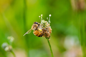 bee on a flower