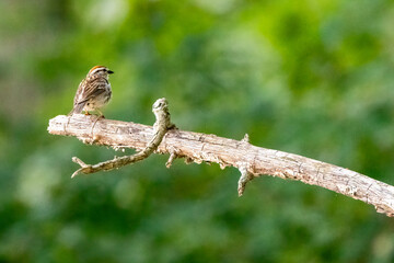 bird on branch