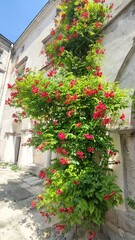 a large bush with red flowers in the yard of an old house