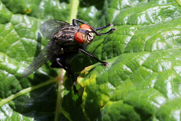 Fleischfliege