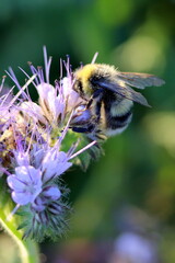 Hummel auf Bl&uuml;ten