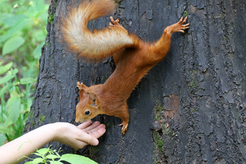 Obraz premium Squirrel takes a nut out of a human hand. Feeding wild animals in a summer park, hungry squirrel on the tree trunk, trust and care concept