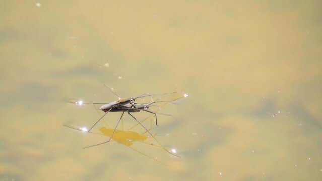 Insect water strider floats on the surface of the water, slow motion