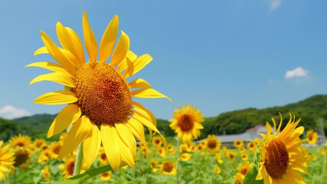 Beautiful yellow sunflowers swaying in wind under the blue sky in hot summer, Flower or flora background