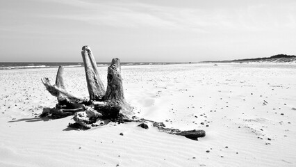 Old tree trunk on the beach. Baltic Sea coast and wild beach next to moving dunes in the Slovincian National Park also known as Slowinski National Park. Leba, Poland  © PaulSat