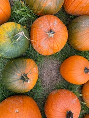 pumpkins on the market