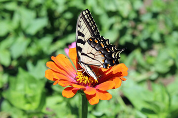 Fototapeta na wymiar butterfly on orange flower