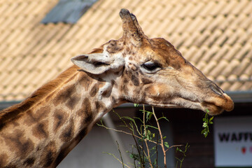 Naklejka na ściany i meble Girafa - Giraffe