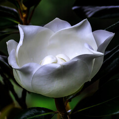 White magnolia blossom close-up