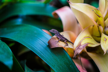 regardful lizard sitting in a tropical plant. Lizard in the flower of a guzmania.