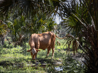 Exploring Central Florida Pastureland with Hereford Cattle.