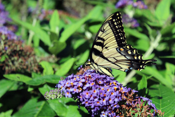 butterfly on butterfly bush